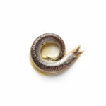 Anchois à l'huile