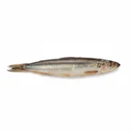 Anchois