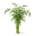 Aneth frais