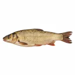 Barbeau