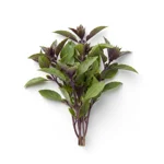 Basilic thaï