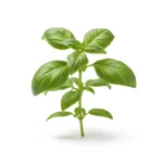 Basilic
