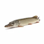 Brochet