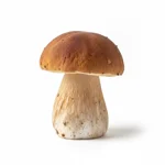Cèpe