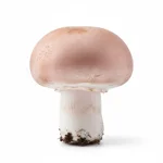 Champignon de Paris rosé