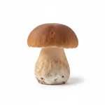 Champignon des bois