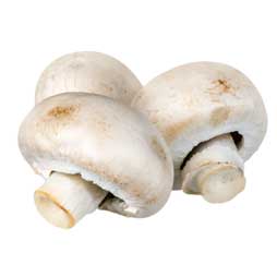 Champignon