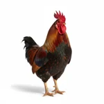 Coq