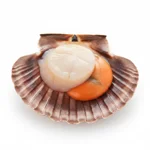 Coquille saint-jacques