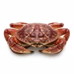 Crabe