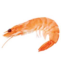 Crevette