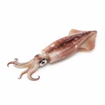 Encornet