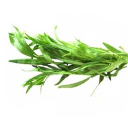 Estragon frais