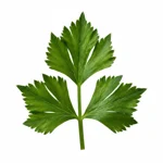 Feuille de céleri