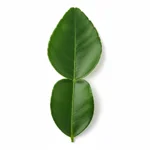 Feuille de citron
