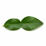 Feuille de combava