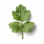Feuille de coriandre