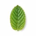 Feuille de menthe