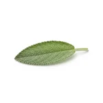 Feuille de sauge