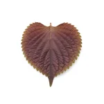 Feuille de shiso pourpre