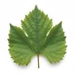 Feuille de vigne