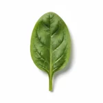 Feuille d'épinard