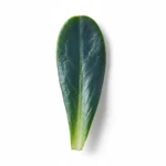 Feuille d'huître