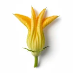 Fleur de courgette