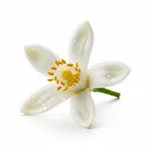 Fleur d'oranger