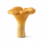 Girolle