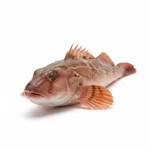 Grondin