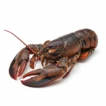 Homard