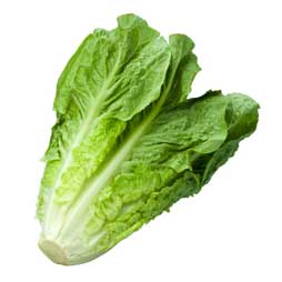 Laitue romaine