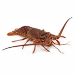 Langouste