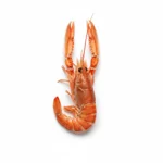 Langoustine