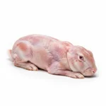 Lapin
