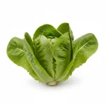 Leaf Bibb lettuce