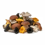 Mélange de champignon