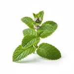 Menthe citronnée