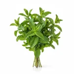 Menthe fraîche