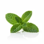 Menthe
