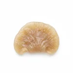 Mère de kombucha