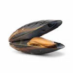 Moule