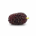 Mulberry