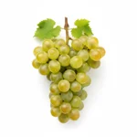 Muscadet