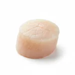 Noix de pétoncle