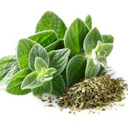Origan frais
