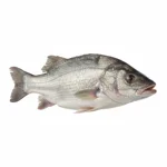 Perche du nil