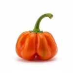 Piment antillais