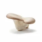 Pleurote